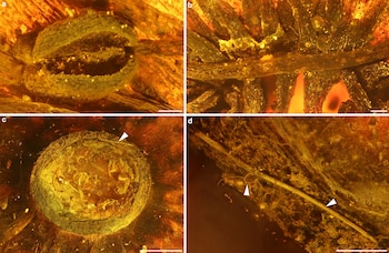 El detallado análisis de sus