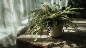 Helecho de Boston. - (Imagen