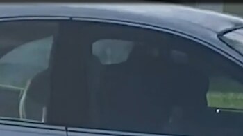 El perro raza labrador se