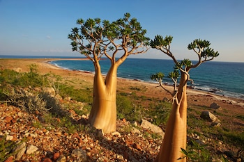 Socotra, una isla del océano Índico