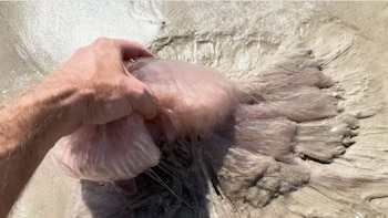 El avistamiento de la medusa