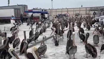 La presencia de estas aves aumentó progresivamente durante las últimas semanas, luego de que comerciantes y compradores comenzaron a entregarles restos de pescado - Créditos: Captura de pantalla de América.