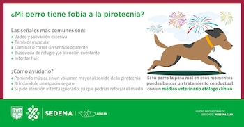 Qué hacer si mi perro