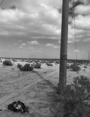 Imagen en blanco y negro de un ave muerta sobre el suelo al lado de un poste marcado con el número 152 en un paisaje desértico