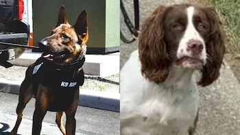 Un policía de Nueva Jersey es acusado por la muerte de dos perros policías tras quedar en un auto expuesto al calor
