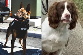 Collage de dos fotos: a la izquierda, un perro de raza pastor con arnés negro que dice K9 RIP; a la derecha, un perro de raza spaniel