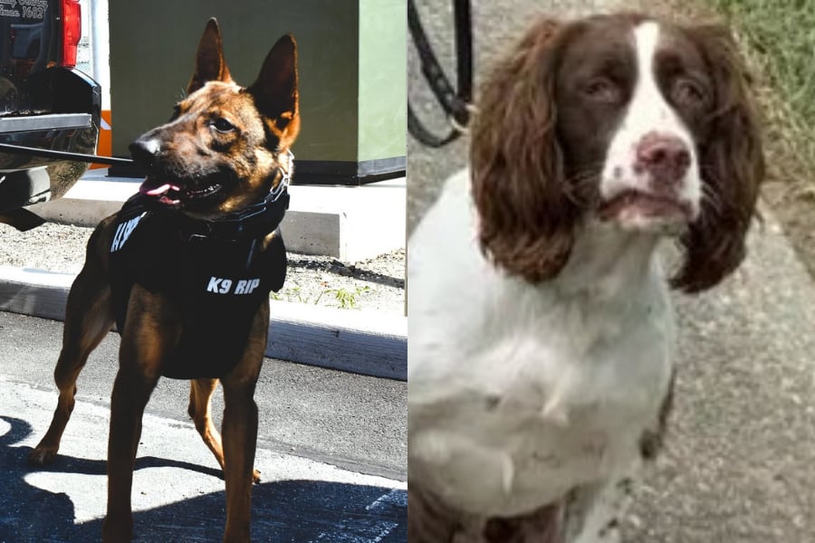Henderson enfrenta ocho cargos por crueldad animal y negligencia, y la Oficina del Sheriff de Salem County lo apartó de sus funciones (Oficina del Sheriff de Salem County).