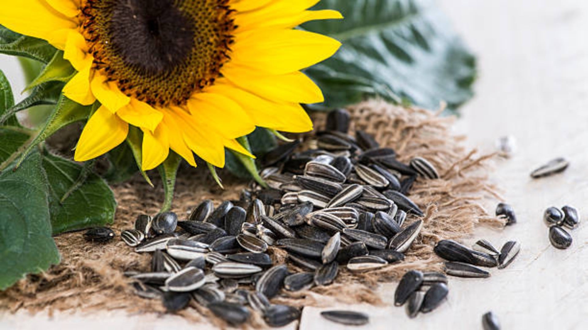 En los primeros ocho meses del año, Bulgaria aumentó sus compras de productos agroindustriales argentinos, un 2.990%, impulsada por el girasol (iStock)