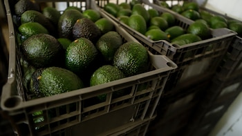 Gobierno confirma reunión con EEUU para reanudar importación de aguacate