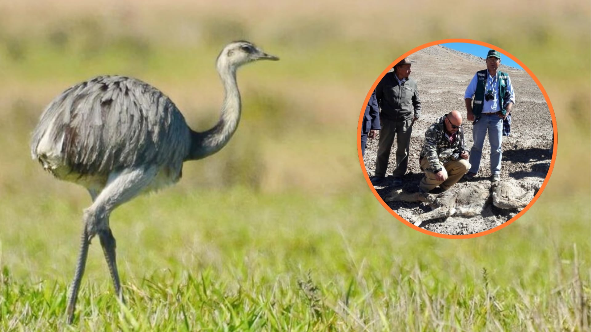 Caza furtiva pone en peligro a los Ñandúes. (Fotoreferencial/Foto: Perú Info/Andina)
