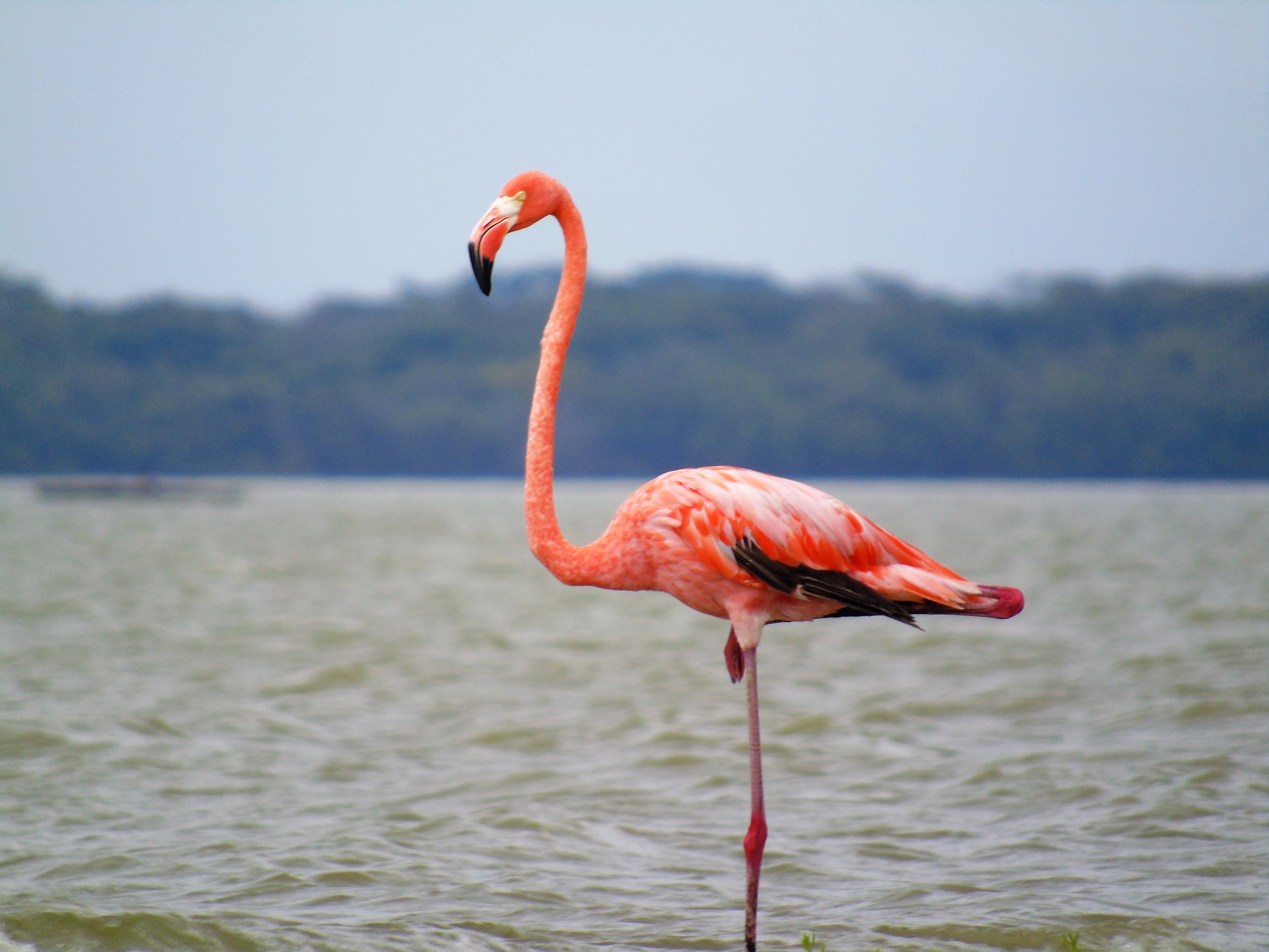 En el Santuario de Flora y Fauna Los Flamencos en La Guajira, los viajeros pueden observar como las coloridas aves se alimentan de la artemia salina, el tipo de crustáceo que les da su característico color - crédito Parques Nacionales Naturales