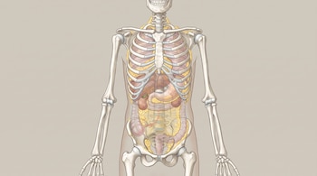 Ilustración anatómica del torso humano que presenta esqueleto, órganos internos y depósitos amarillos de grasa visceral.