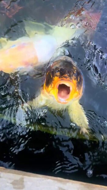 Snappy, ha demostrado capacidad para