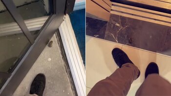 Se encontró una rana y