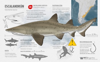 Tiburones WCS Argentina