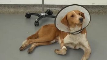 Indignante ataque de un hombre