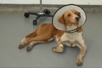 Firulais es un perro en