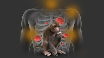 Nuevo León cuenta con tres