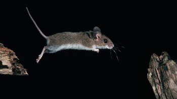 Un ratón corrió frenéticamente sobre