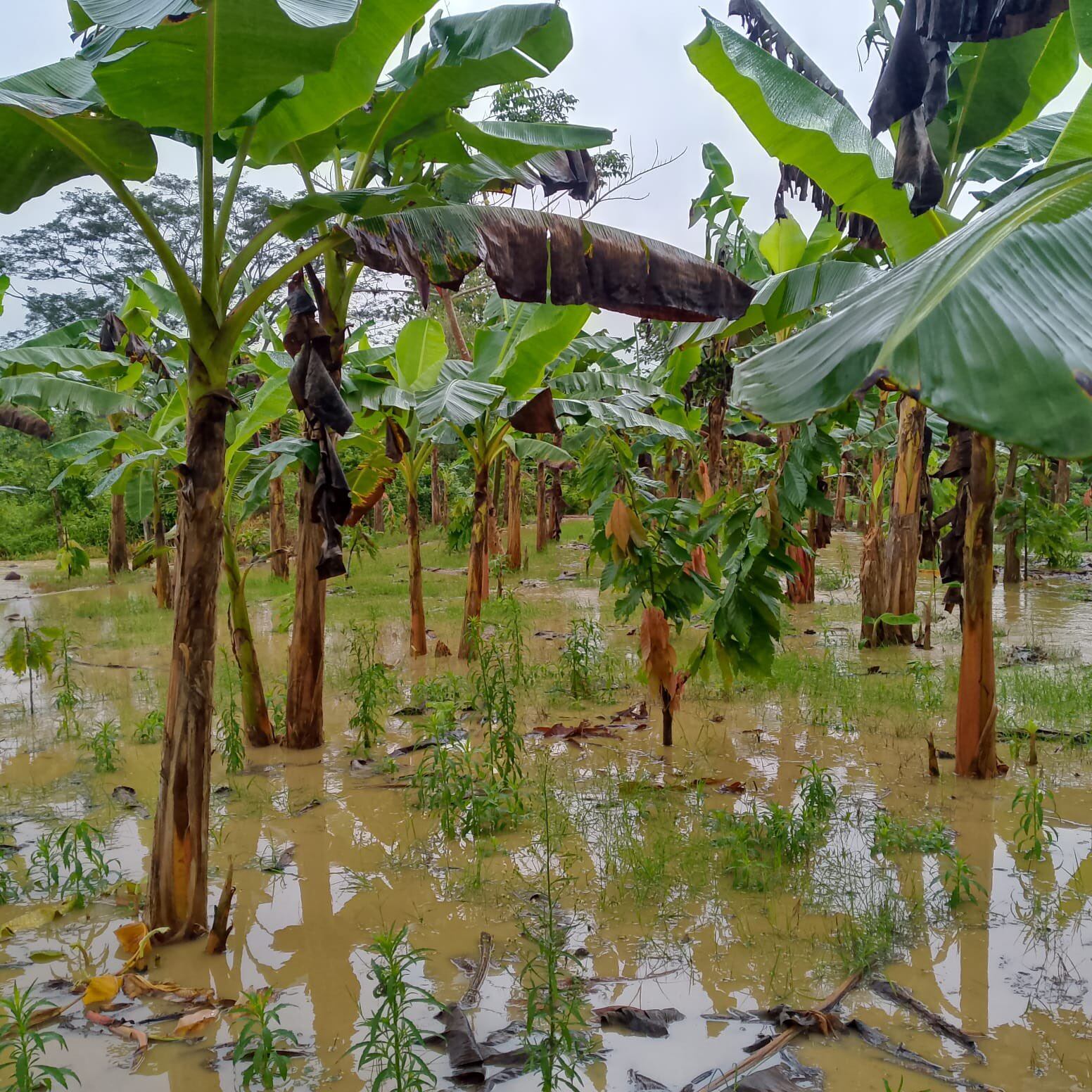 Las fuertes lluvias en la subregión de Urabá causan inundaciones y dejan 1.213 familias damnificadas en municipios de Antioquia - crédito Captura video