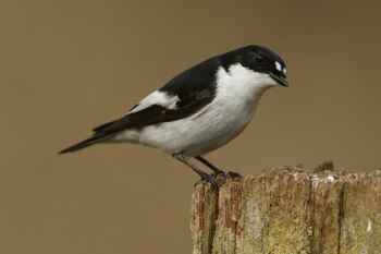 A male Pied Flycatchers (Ficedula