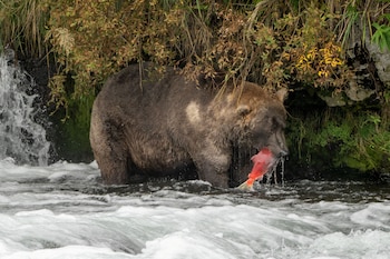 La migración de peces hacia