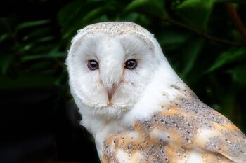 Pese a que no están