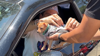 Un hombre dentro de un vehículo negro ajusta la prenda de un cachorro pequeño sostenido por otra persona a través de la ventanilla.