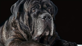 La tendencia natural a ser