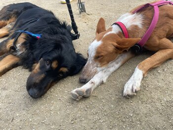 Algunos de los perros que