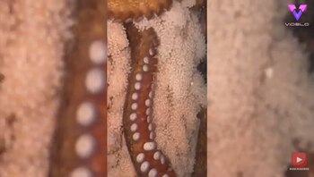 23-09-2021 Esta hembra de pulpo