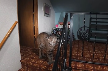 Un lince rojo de pie sobre una alfombra con patrones marrones junto a una barandilla de metal en el interior de una casa