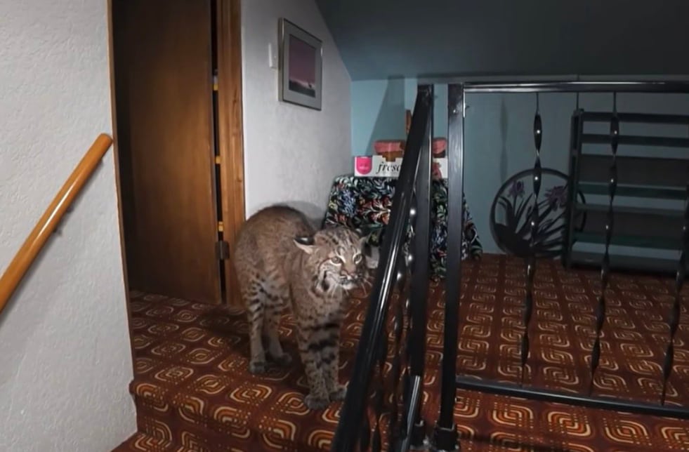 La policía de Kirkland y el Departamento de Pesca y Vida Silvestre de Washington recomendaron no acercarse a un lince rojo, mantener distancia y llamar al 911 si entra en una vivienda (Captura de video)