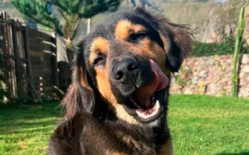 Lo llamó Paddington y decidió