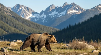 Oso grizzly adulto caminando en un terreno con pasto y rocas, con montañas cubiertas de nieve y bosques de coníferas al fondo bajo un cielo despejado.
