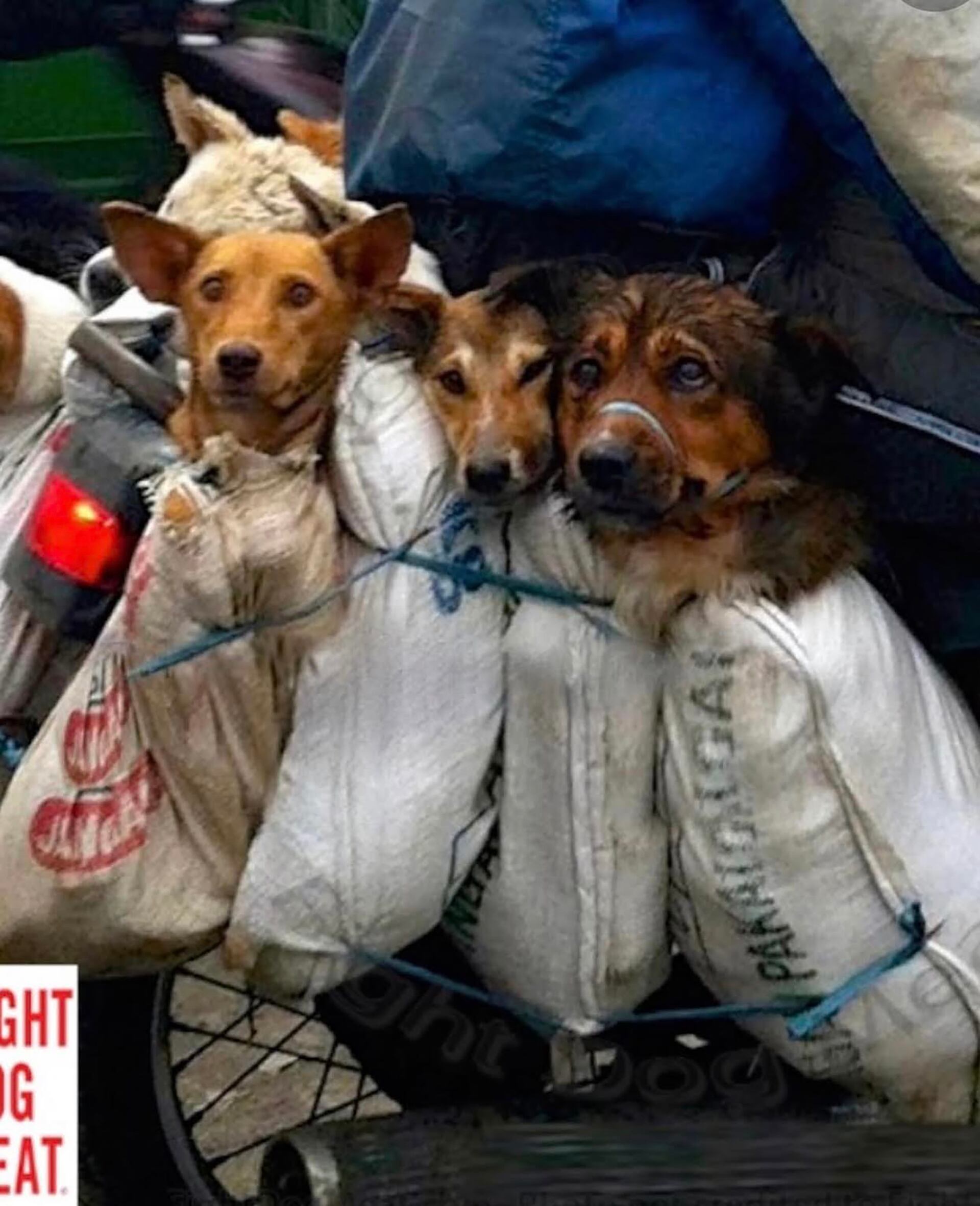 Otra de las repudiables imágenes captadas por Chloe Bello sobre la trata de perros y gatos en Asia, destinada al consumo gastronómico