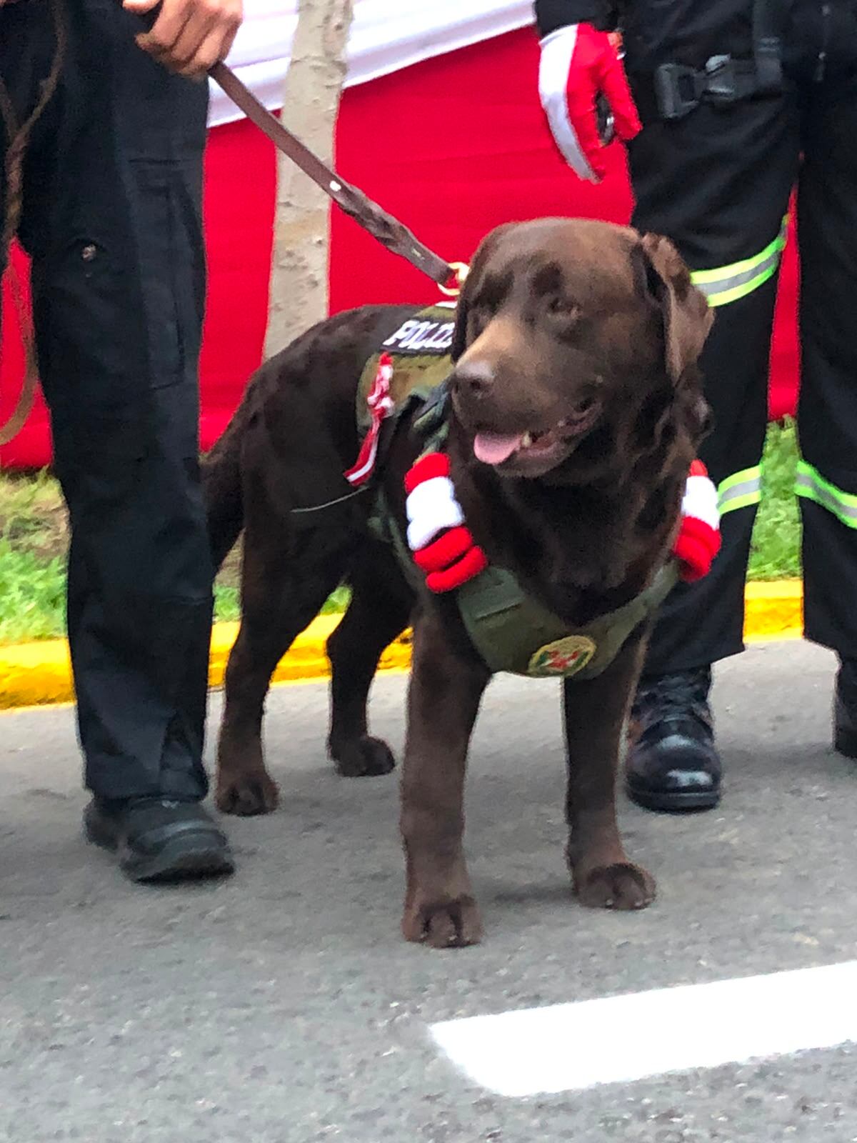 Un perro de la Policía Nacional del Perú, vestido con un chaleco verde y distintivos rojiblancos, marcha en el desfile de Fiestas Patrias en la Avenida Brasil de Lima.