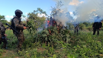 Guatemala: Destruyen plantación de marihuana valuada en más de un millón de dólares