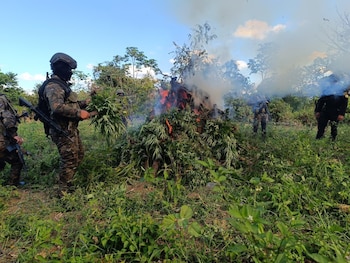 El Ministerio de Gobernación, el Ejército de Guatemala y la Policía Nacional Civil destruyeron más de 21,000 plantas de marihuana en el departamento de Petén. (Cortesía: Ejército de Guatemala)