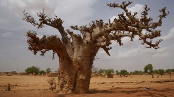 Los científicos resolvieron el misterio