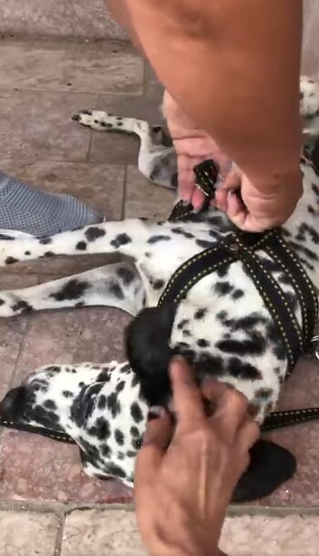 El dálmata estaba acostado sobre