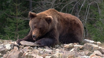 El oso pardo “renace” en