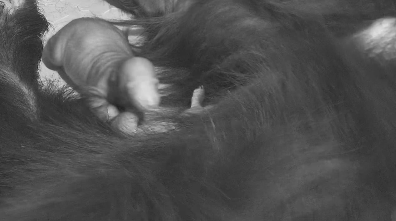 La fragmentación del hábitat y la caza ilegal amenazan la supervivencia del oso bezudo, cuya recuperación depende de estrategias coordinadas entre zoológicos y organizaciones internacionales (Smithsonian’s National Zoo and Conservation Biology Institute)