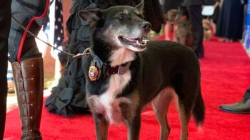 Ruby y su manejador fueron