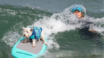 Perro blanco con chaleco azul sobre tabla de surf turquesa en una ola de mar. Una persona con gorra azul está inmersa en el agua