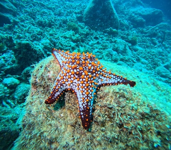 Gabriela Norese Buceadora