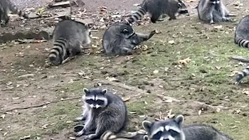 Una mujer llama al 911