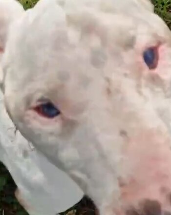 Superó grandes obstáculos para salir