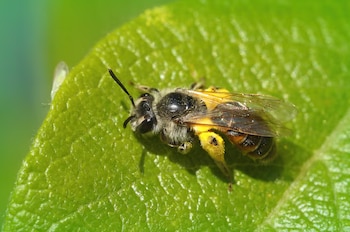 La tasa de descubrimiento de