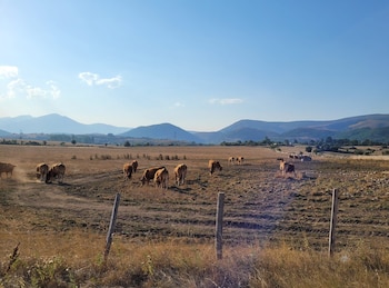 Ganado en una zona de pastos afectada por la sequía en Reinosa, Cantabria. (PRC / Europa Press)